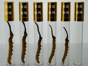 單根裝蟲(chóng)草玻璃瓶(單根裝蟲(chóng)草瓶,單只裝蟲(chóng)草瓶,單支裝蟲(chóng)草瓶)